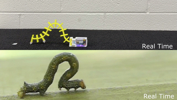 From Biological Curves to Soft Modular Robots: Learning-Based Inverse Design with Uncertainty-Guided Refinement teaser