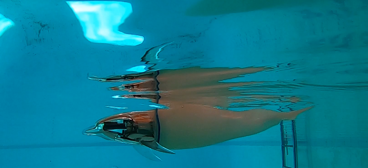 Flexible Bio-Inspired Robotics